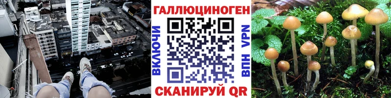 OMG как войти  Суджа  Псилоцибиновые грибы прущие грибы 